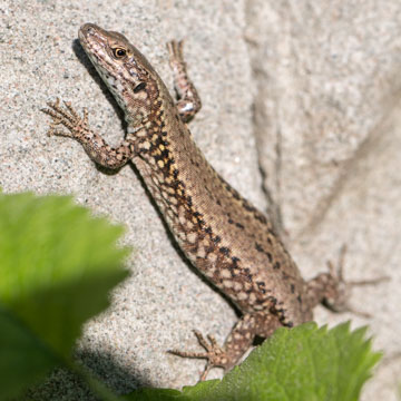 Podarcis muralis