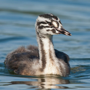 Great Crested Grebe