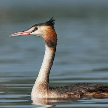 Great Crested Grebe