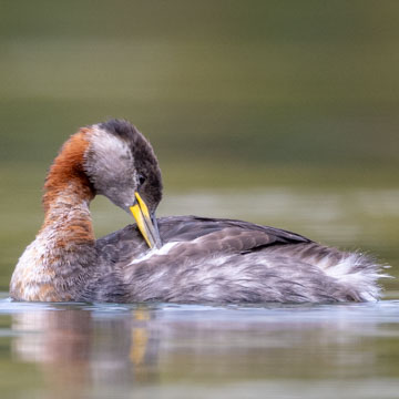 Red-necked Grebe