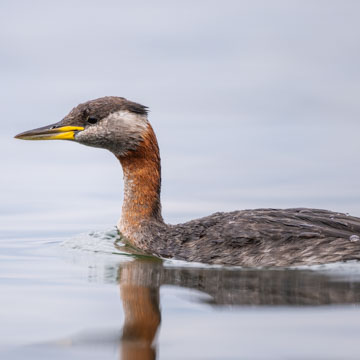 Red-necked Grebe