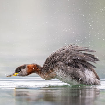 Red-necked Grebe