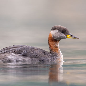 Red-necked Grebe