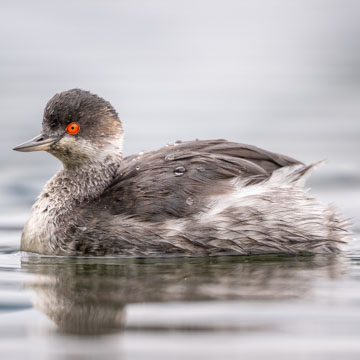 Black-necked Grebe