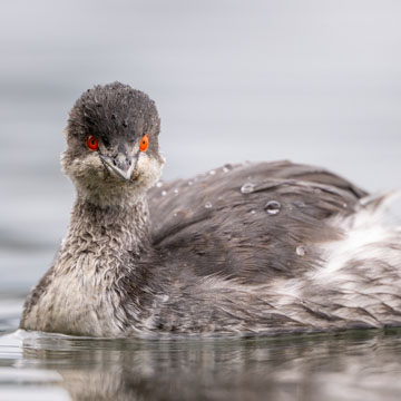 Black-necked Grebe