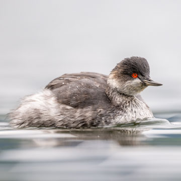 Black-necked Grebe