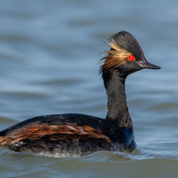 Black-necked Grebe