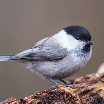 Willow Tit
