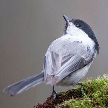 Willow Tit