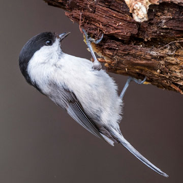 Willow Tit