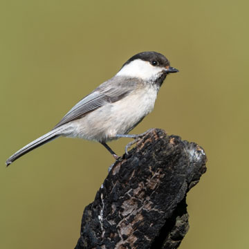 Willow Tit