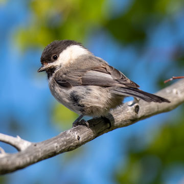 Willow Tit