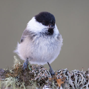 Willow Tit