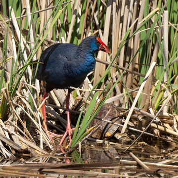 Western Swamphen