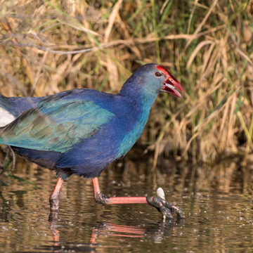 Purple Swamphen