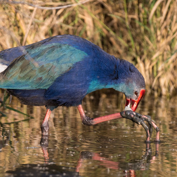 Purple Swamphen