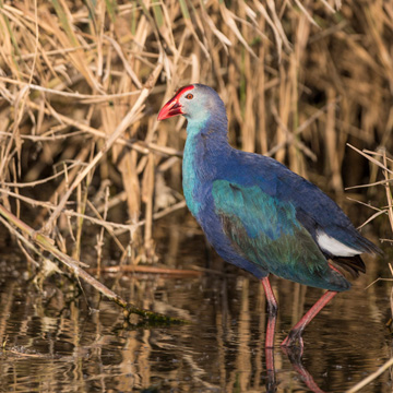 Purple Swamphen