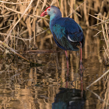 Purple Swamphen