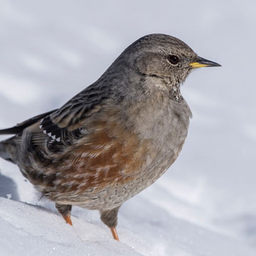 Alpenbraunelle