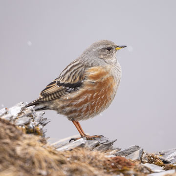Alpenbraunelle