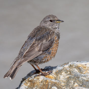 Alpine Accentor