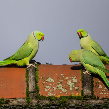 Rose-ringed Parakeet