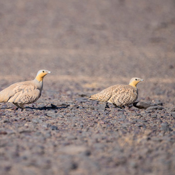 Spotted Sandgrouse