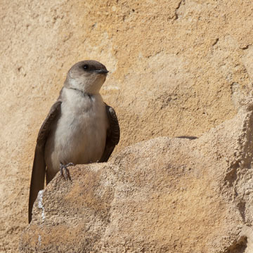 Pale Crag Martin