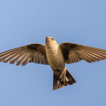 Eurasian Crag Martin