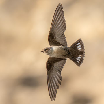 Eurasian Crag Martin