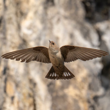 Eurasian Crag Martin