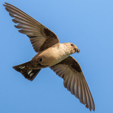Eurasian Crag Martin
