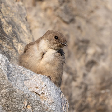 Eurasian Crag Martin