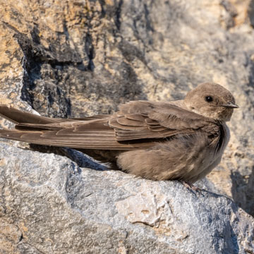 Eurasian Crag Martin