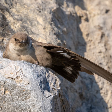 Eurasian Crag Martin
