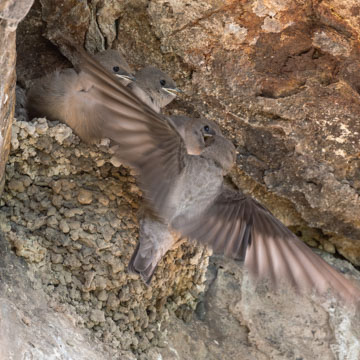 Eurasian Crag Martin