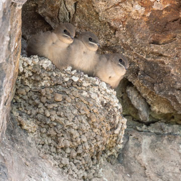 Eurasian Crag Martin