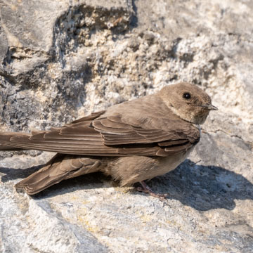 Eurasian Crag Martin