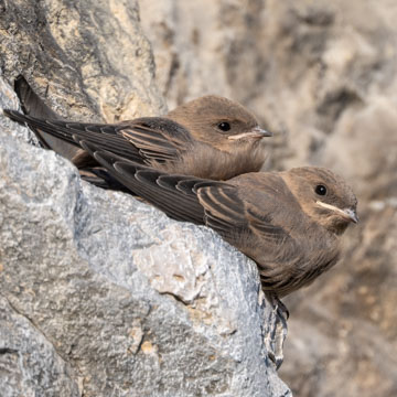 Eurasian Crag Martin