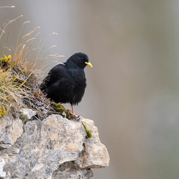 Alpine Chough