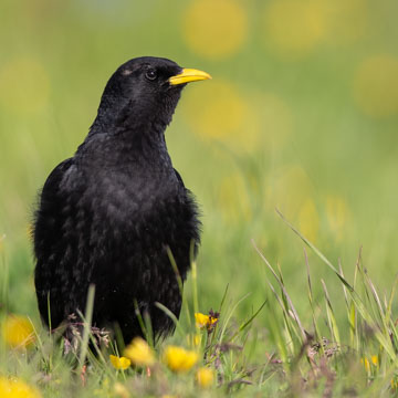 Alpine Chough