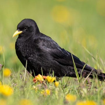 Alpine Chough