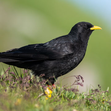 Alpine Chough
