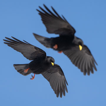 Alpine Chough