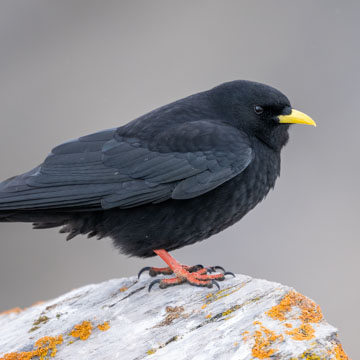 Alpendohle