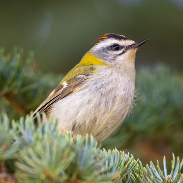 Sommergoldhähnchen