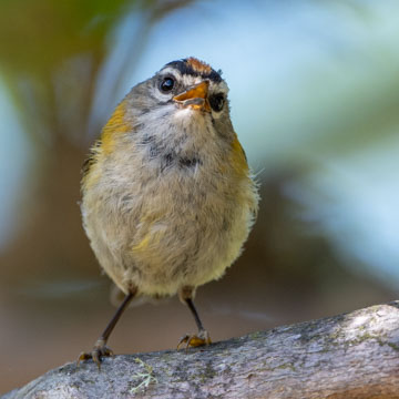 Madeira Firecrest