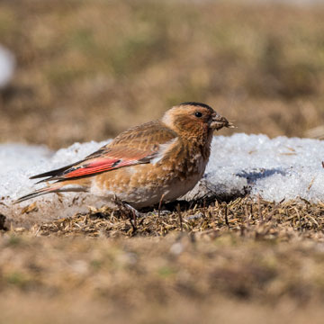 Crimson-winged Finch