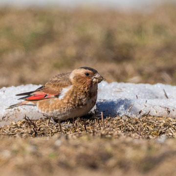 Crimson-winged Finch