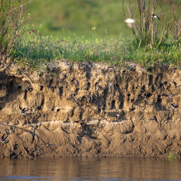 Sand Martin